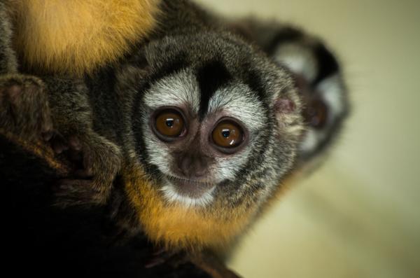 10 pienintä kädellistä maailmassa - Azara Night Monkey