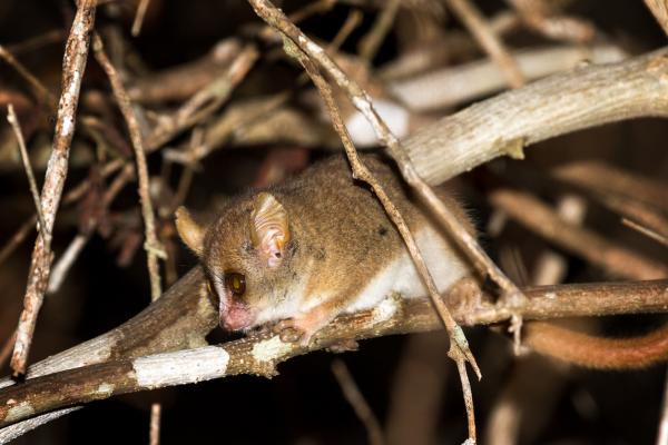 Maailman 10 pienintä kädellistä - Berthen hiiren lisko