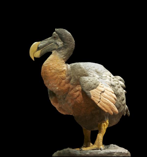 Miksi dodo kuoli sukupuuttoon?  - Sukupuutto 
