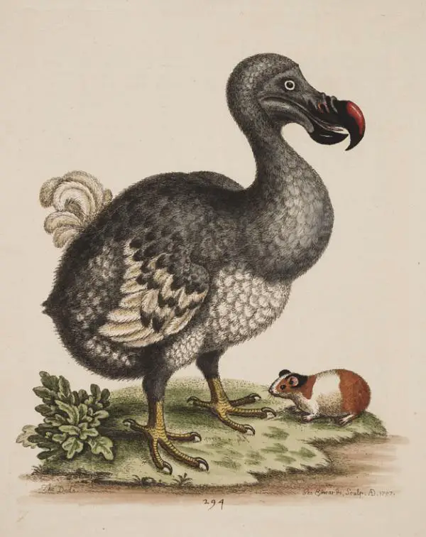 Miksi dodo kuoli sukupuuttoon?  - Miksi se kuoli sukupuuttoon?