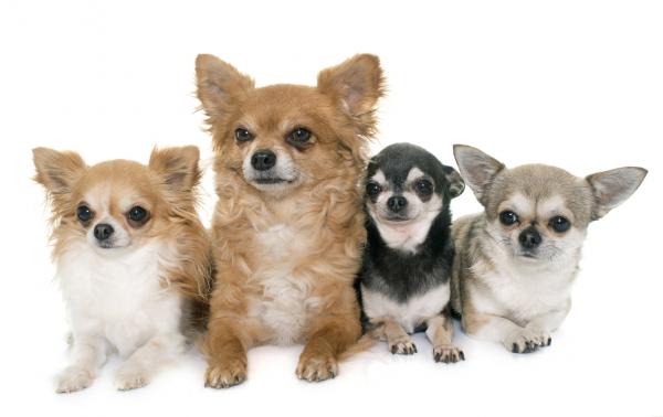 10 uteliaisuutta chihuahusta - 9. Se on rotu, jolla on useimmat värit