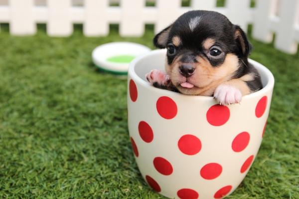 10 uteliaisuutta chihuahua - 6. Se on pienin koira maailmassa