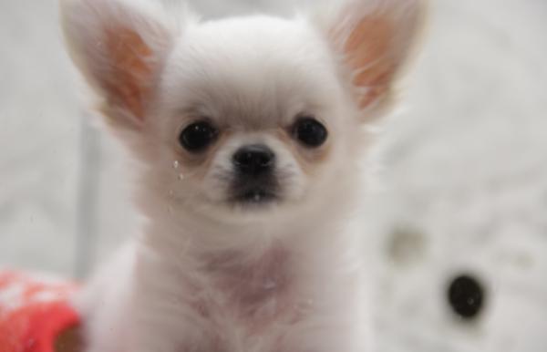 10 uteliaisuutta chihuahusta - 5. Syntynyt pehmeällä paikalla kallossa