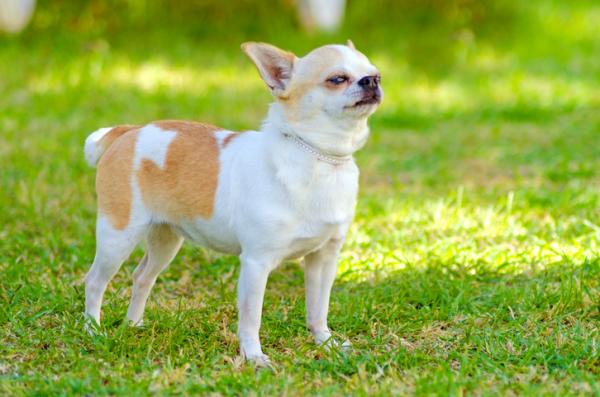 10 uteliaisuutta chihuahusta - 2. Se on yksi rohkeimmista koirista 