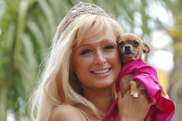 10 uteliaisuutta chihuahusta - 8. Se on yksi maailman suosituimmista koirista