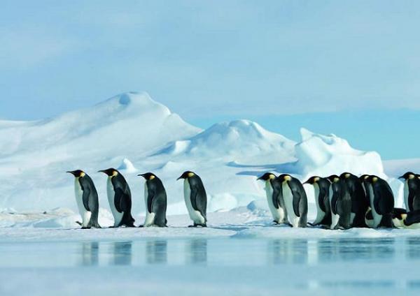 Parhaat eläinelokuvat lapsille - 6. Pingviinien maaliskuu 