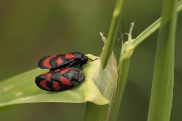 Kymmenen korkeinta hyppyeläintä - Cercopidae, hyppää sata kertaa sen koosta