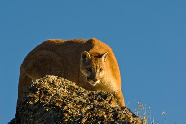 10 eläintä, jotka hyppäävät korkeimmalle - Puma, voivat saavuttaa 5 metrin korkeuden 