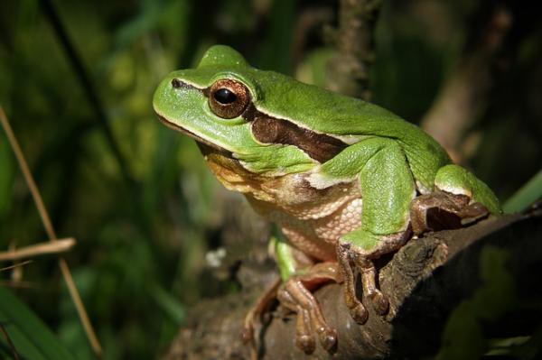 Kymmenen korkeinta hyppäävää eläintä - Tree Frog, ne hyppäävät 150 -kertaisesti