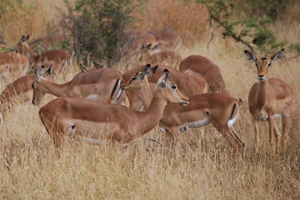 Kymmenen korkeinta eläintä - Impala, jopa 4 metriä korkea 