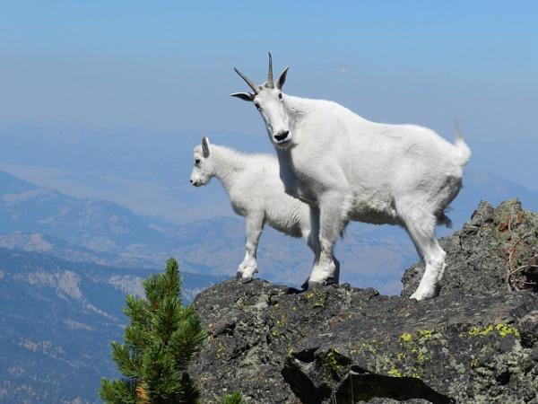 10 parasta eläintä, jotka hyppäävät korkeimmin - Vuorivuohi, hyppää jopa 40 metrin päähän kalliolta