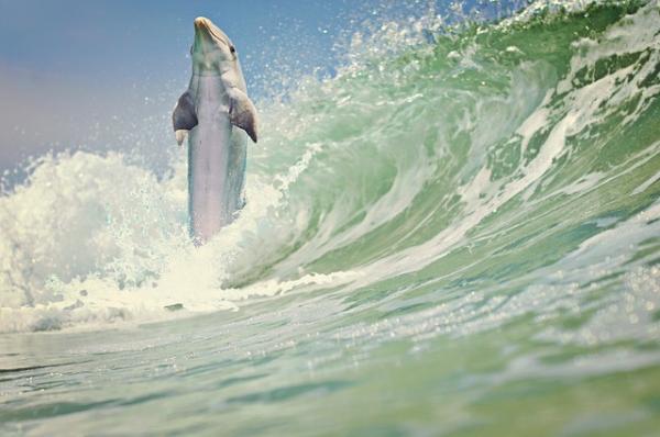 10 korkeinta hyppäävää eläintä - Dolphin, yksi parhaista hyppääjistä