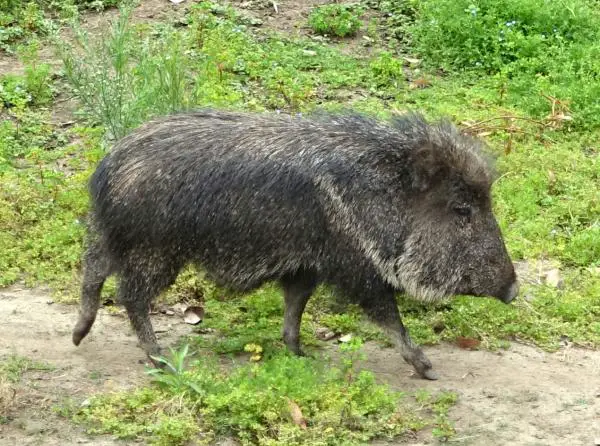 Argentiinan 10 uhanalaisinta eläintä - 5. Chaco peccary