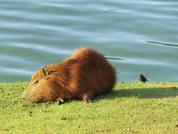 Maailman suurimmat jyrsijät - Capybara tai capybara