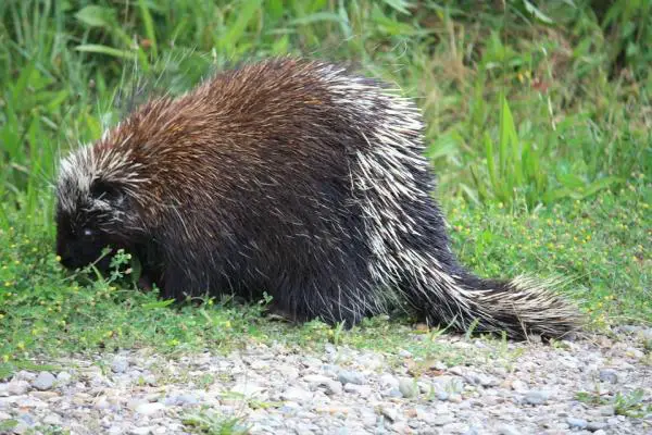 Maailman suurimmat jyrsijät - Crested Porcupine