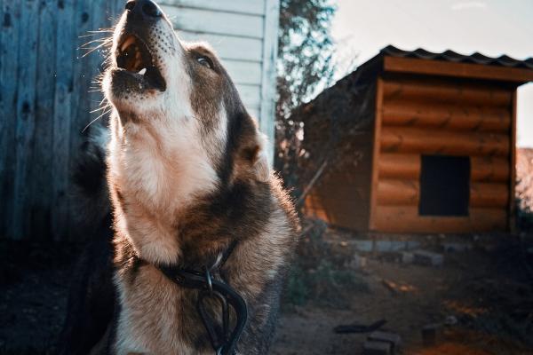 Miksi koirat huutavat musiikin tahdissa?  - Huutaa koirilla