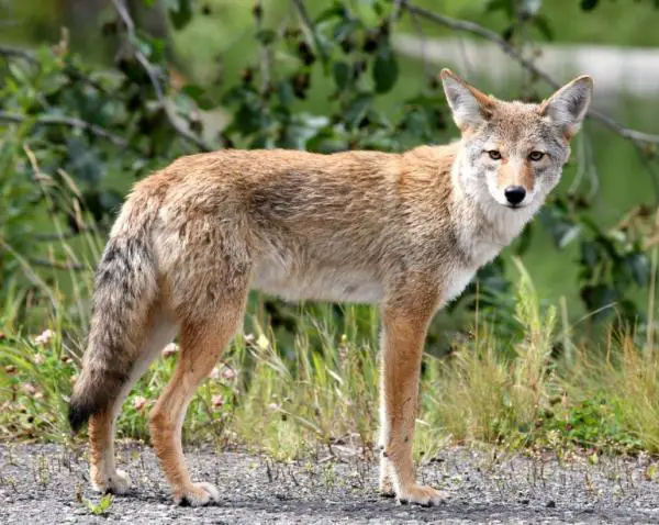 Ketunkaltaiset eläimet - kojootti (Canis latrans)