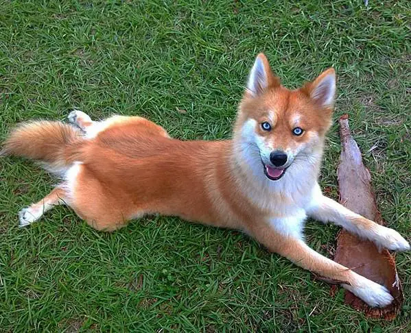 Kettuiset eläimet - Pomsky, Pomeranian ja husky hybridikoira