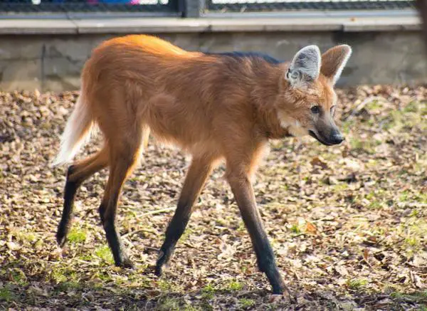 Ketunkaltaiset eläimet - Juoksisukkainen susi (Chrysocyon brachyurus)