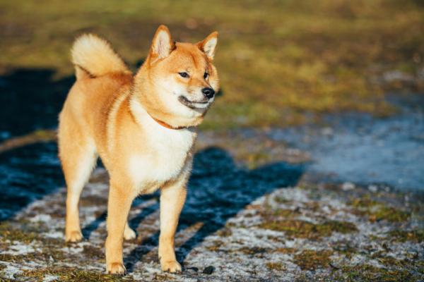 Ketunkaltaiset eläimet - Shiba inu
