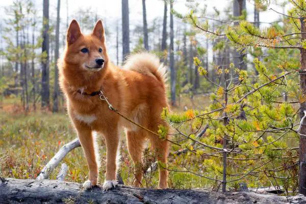 Ketunkaltaiset eläimet - suomalainen spitz (suomenpystkykorva)