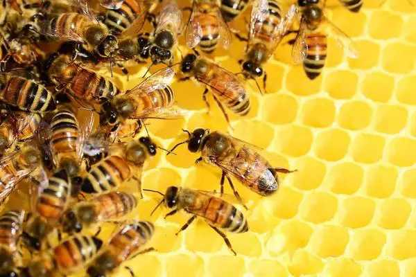 Kuinka tehdä mehiläispesä?  - Kuinka mehiläiset tekevät nokkosihottumaa?