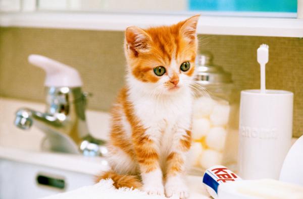 Miksi kissani seuraa minua kylpyhuoneeseen?  - Varo puhdistusaineita ja kosmetiikkaa kylpyhuoneessa