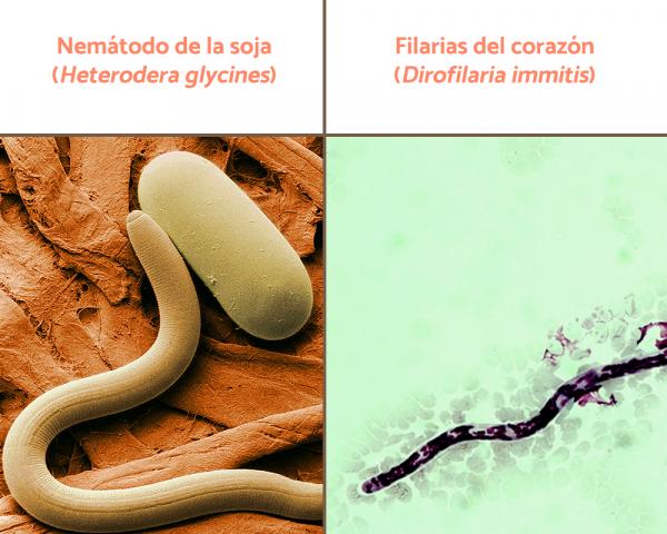Eläinkunta: luokittelu, ominaisuudet ja esimerkit - Nematodit (Phylum Nematoda)