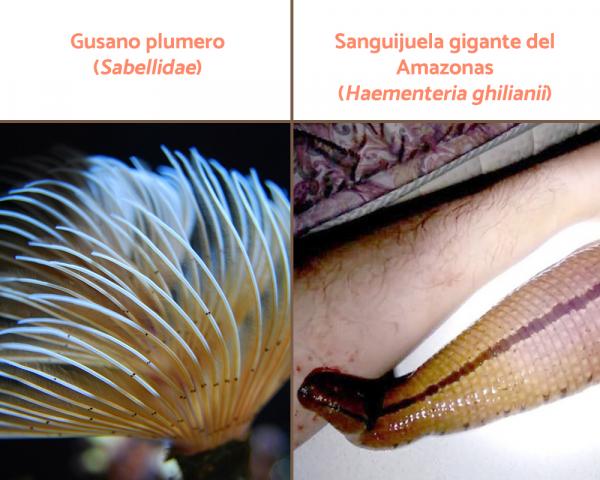 Eläinkunta: luokittelu, ominaisuudet ja esimerkit - Annelidit (Phylum Annelida)