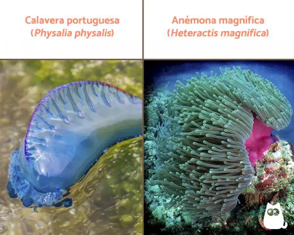 Eläinkunta: luokittelu, ominaisuudet ja esimerkit - Cnidarians (Phylum Cnidaria)