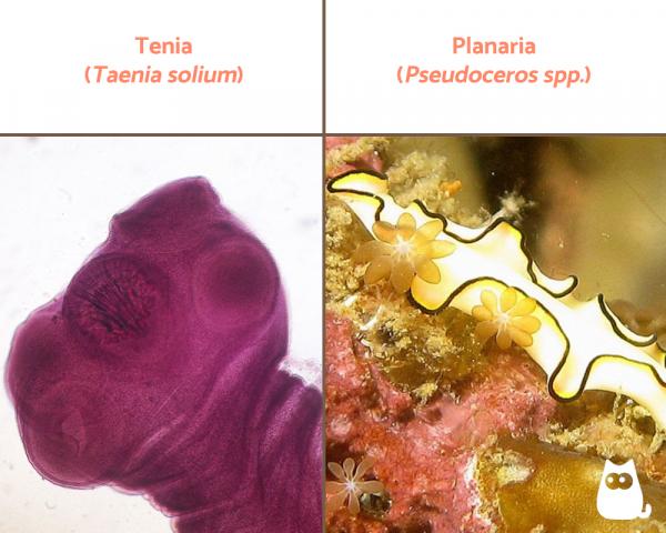 Eläinkunta: luokittelu, ominaisuudet ja esimerkit - Litteät matot (Phylum Platyhelminthes)