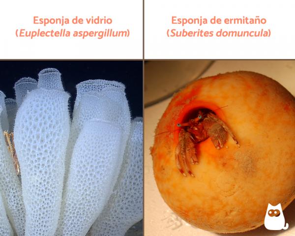 Eläinkunta: luokittelu, ominaisuudet ja esimerkit - Porifers (Phylum Porifera)