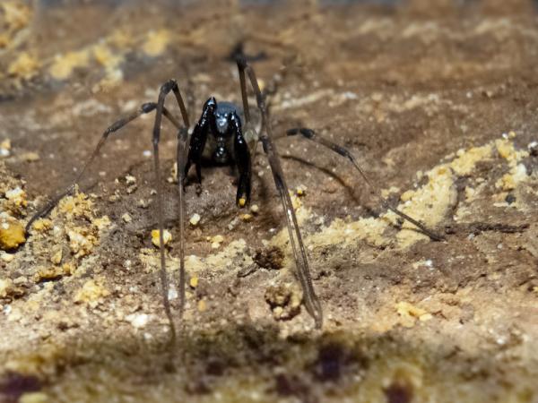 1635003058 367 Opiliones tai patone hamahakit Maaritelma ominaisuudet ja esimerkit