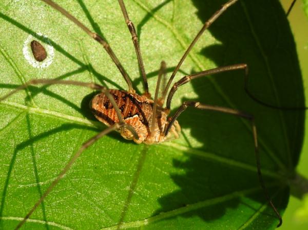1635003058 476 Opiliones tai patone hamahakit Maaritelma ominaisuudet ja esimerkit