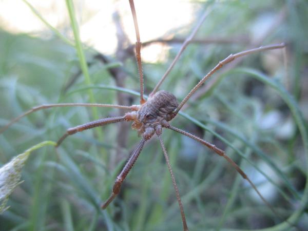 1635003058 581 Opiliones tai patone hamahakit Maaritelma ominaisuudet ja esimerkit