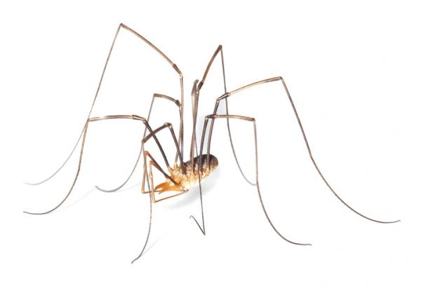1635003058 713 Opiliones tai patone hamahakit Maaritelma ominaisuudet ja esimerkit