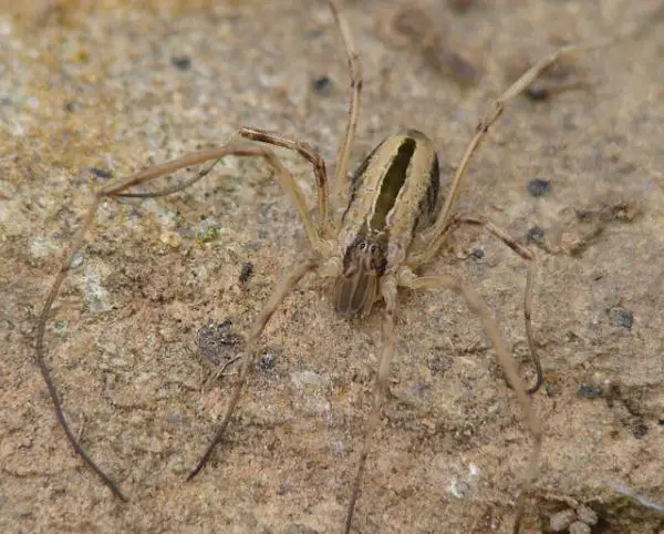 1635003058 73 Opiliones tai patone hamahakit Maaritelma ominaisuudet ja esimerkit