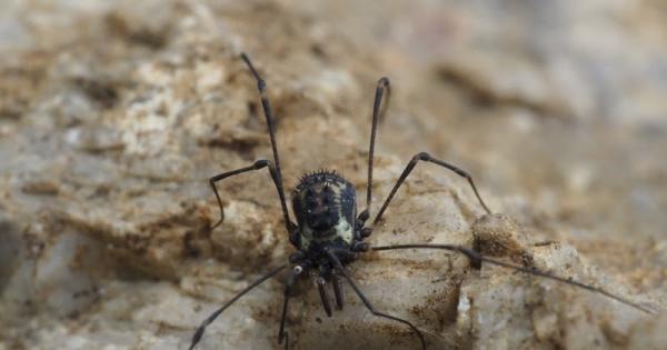1635003058 985 Opiliones tai patone hamahakit Maaritelma ominaisuudet ja esimerkit