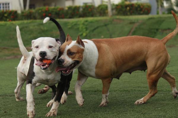 10 myyttiä pitbullista - 7. Pitbull, joka hyökkää muita koiria tai muita eläimiä kohtaan, on silloin aggressiivinen ihmisten suhteen