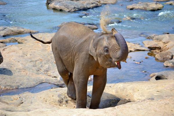 Kuinka kauan norsun raskaus kestää - norsun raskaus