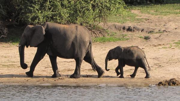 Kuinka kauan norsun raskaus kestää - Elephant Raskaus Trivia