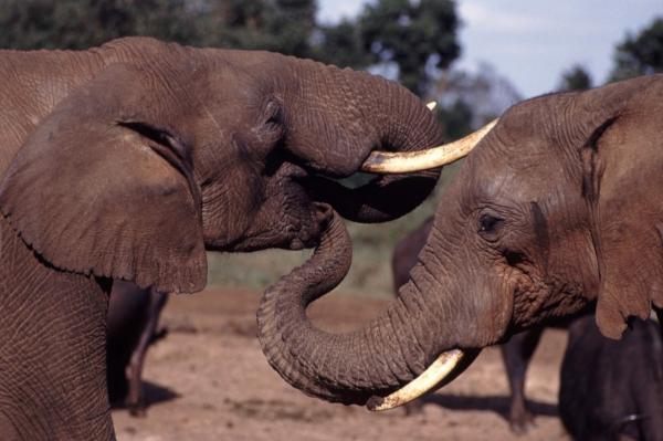 Kuinka kauan norsun raskaus kestää - norsun lannoitus