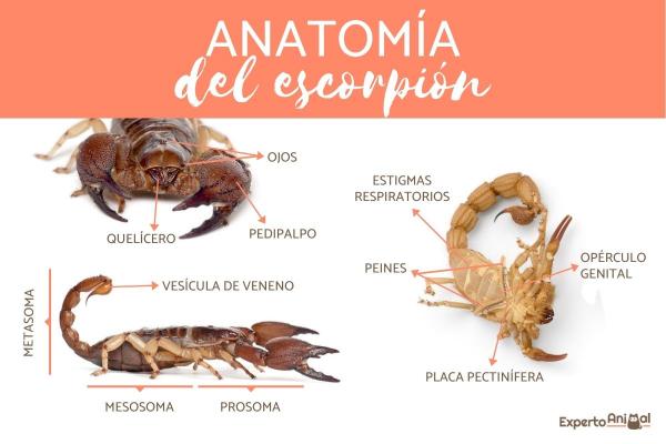 Skorpionien tai skorpionien ominaisuudet - Skorpionin tai skorpionin anatomia