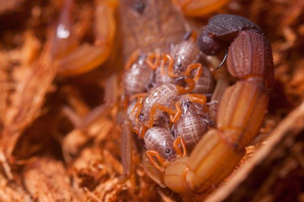 Skorpionien tai skorpionien ominaisuudet - Muut skorpionien kiinnostavuudet