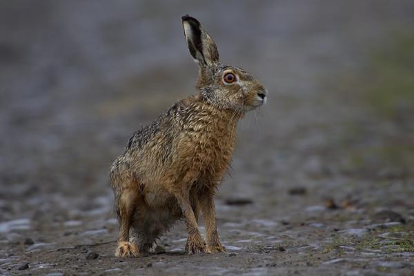 12 invasiivista lajia Argentiinassa ja niiden seuraukset - 10. Euroopan jänis (Lepus europaeus)