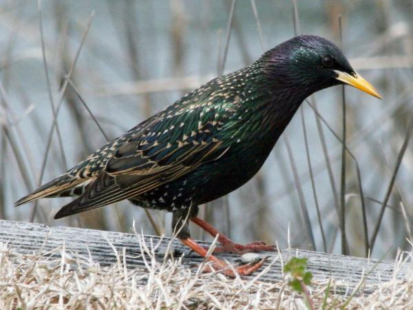 12 invasiivista lajia Argentiinassa ja niiden seuraukset - 1. Kottarainen (Sturnus vulgaris) 