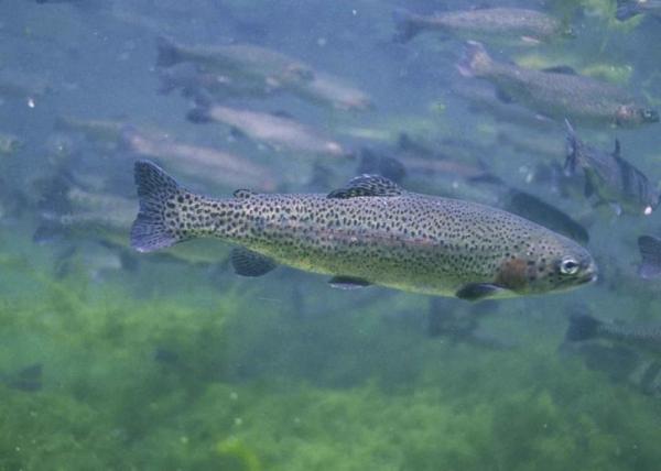 12 invasiivista lajia Argentiinassa ja niiden seuraukset - 4. Kirjolohi (Oncorhynchus mykiss)