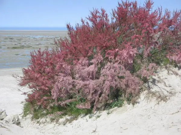 12 invasiivista lajia Argentiinassa ja niiden seuraukset - 11. Tamarisk (Tamarix)