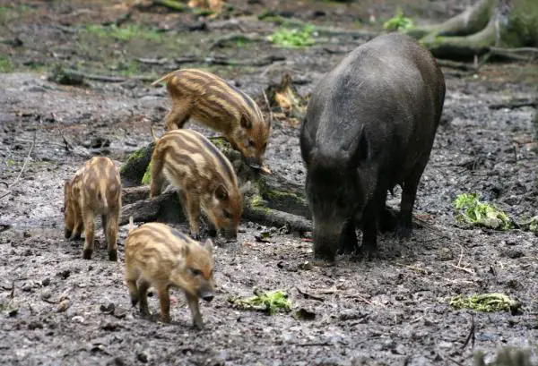 12 invasiivista lajia Argentiinassa ja niiden seuraukset - 5. Villisika (Sus scrofa) 