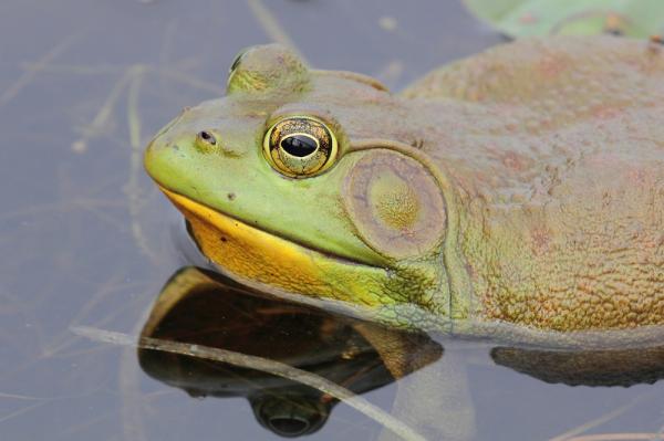 12 invasiivista lajia Argentiinassa ja niiden seuraukset - 6. Härkäsammakko (Lithobates catesbeianus) 